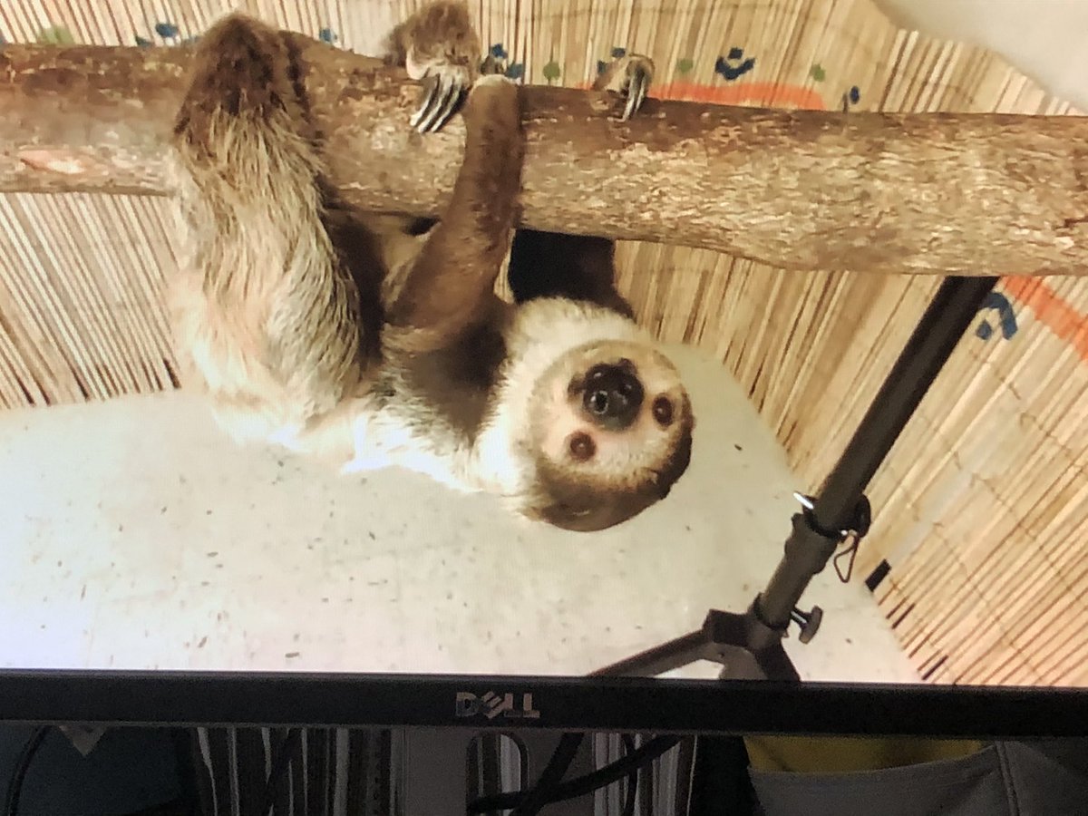 cparafinik's tweet photo. Thanks to the @DallasZoo for giving our students a fun virtual field trip! #bisdlearns #rerockets #bisd https://t.co/rjUsZKfnAR