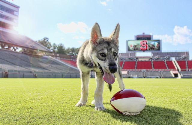 Big Cat (@barstoolbigcat) on Twitter photo 