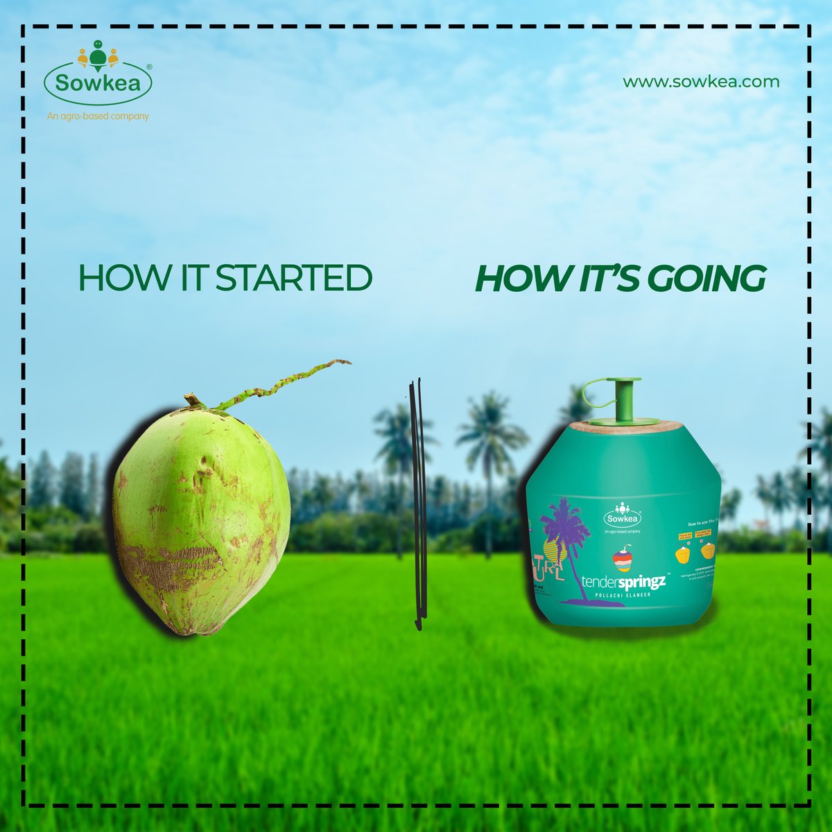 sowkea_agro's tweet photo. Our journey #HowItStarted vs #HowItsGoing.
#Sowkea #TenderSpringz #HaloElaneer #PollachiElaneer #Chennai #SowkeaAgro #HowItStartedVsHowItsGoing #Journey #Trends #SupportIndianFarmers #Innovation #TenderCoconut https://t.co/HE0UWgiJFi