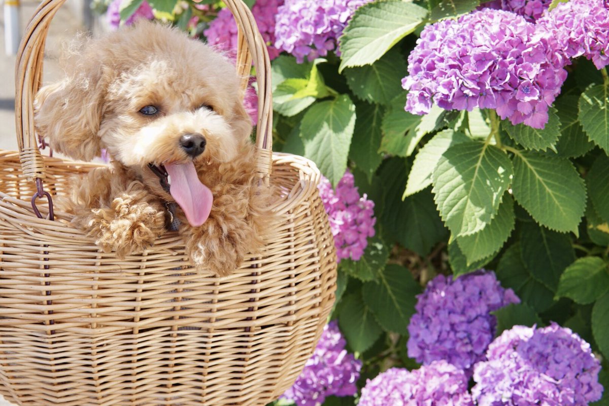canon20marzo's tweet photo. @healthy_hope__ 「ほんとに同じ子⁈」はい。どちらものんのんです。実は舌が長いんです。🤣#ヘルシープフォトコンテスト #ヘルシープ #healthype #トイプードル #のんのん https://t.co/fJ3qjmjPcM