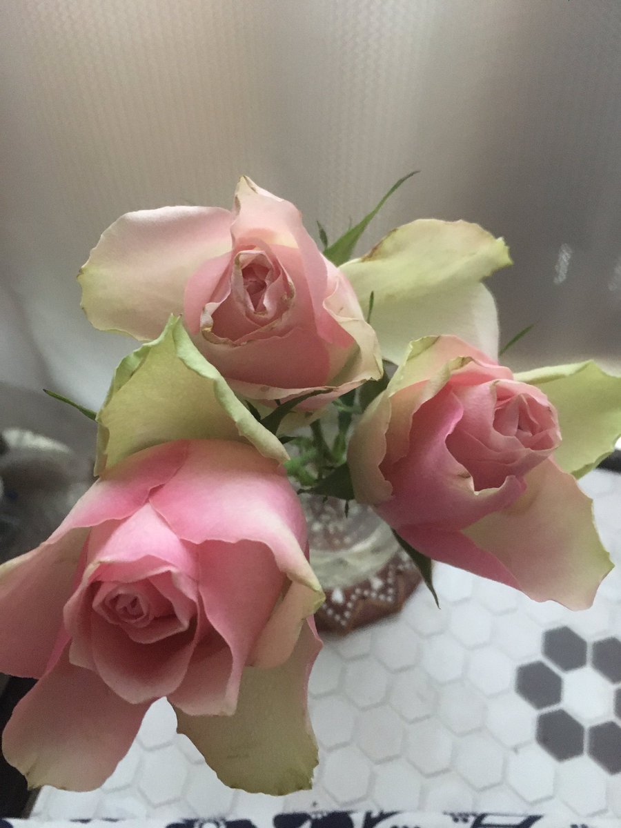 ユニクロの花 ユニクロの花