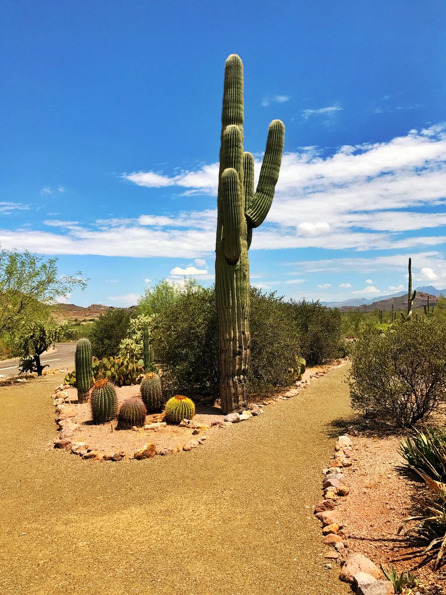 7. Arizona is home to the Sonoran Desert, which we share with Mexico and California. This is the only place in the world where the iconic saguaro cactus grows - the one you see in all the Western movies and which is featured as an emoji. 
