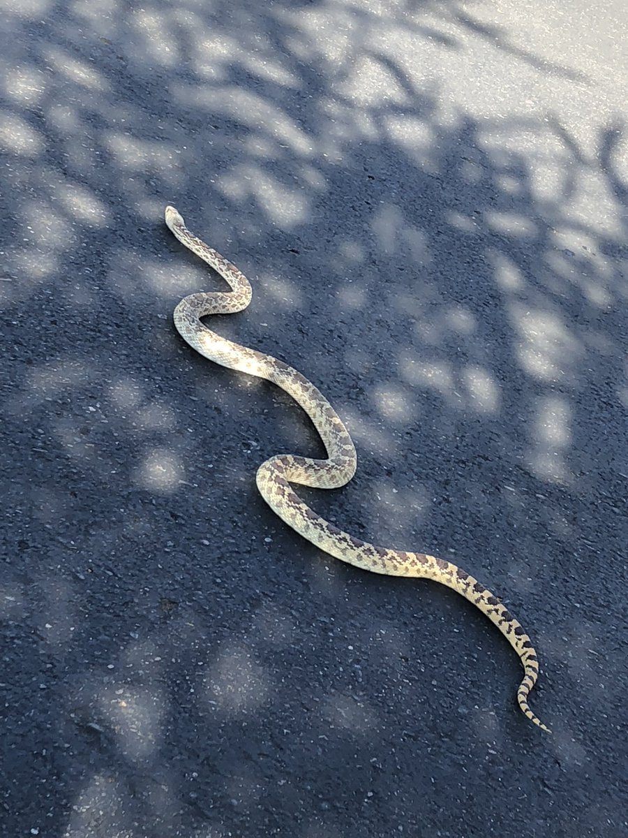 12. Arizona is home to around 13 species of rattlesnakes, more than any other state. This is not a rattlesnake, it’s a harmless gopher snake which was slithering in the Whole Foods’ parking lot. Probably wanted to get some organic kale  