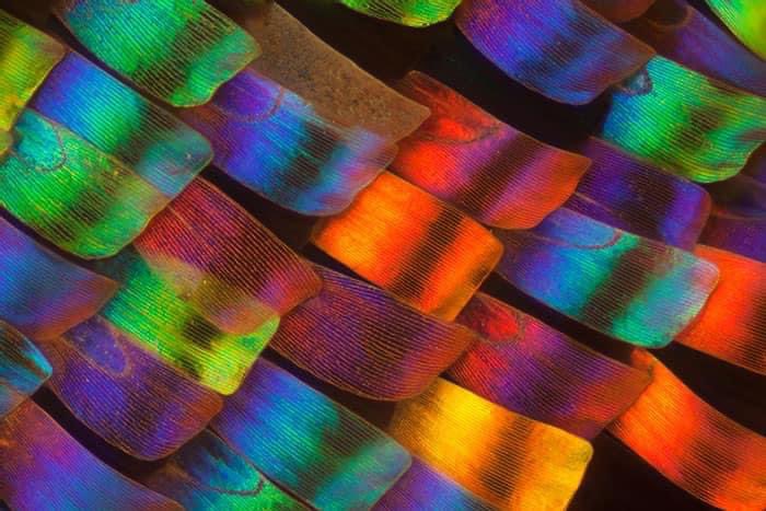 mamagreeen's tweet photo. Butterfly wings, but microscopic ✨ https://t.co/x0nTLU7Ub2
