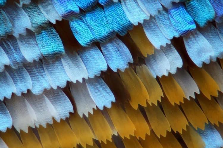 mamagreeen's tweet photo. Butterfly wings, but microscopic ✨ https://t.co/x0nTLU7Ub2