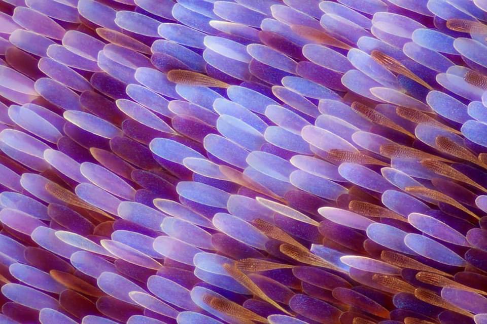 mamagreeen's tweet photo. Butterfly wings, but microscopic ✨ https://t.co/x0nTLU7Ub2