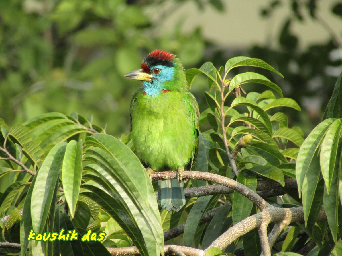 #CoppersmithBarbet this morning #birdwatching #photography