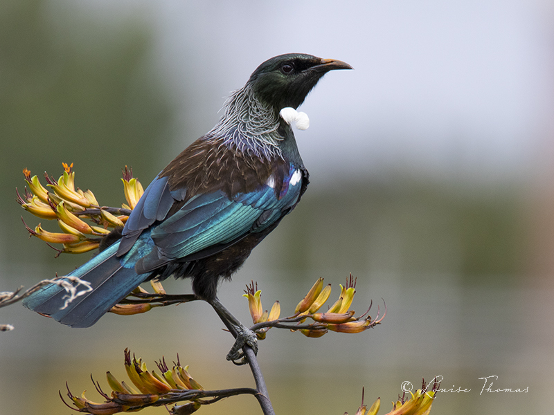 Tui (Prosthemadera novaeseelandiae) on a flax flower. It makes a refreshing change from #tui in a kowhai tree. Iconic tui spam. I hope you've all voted - & not for this posing camera hog.

#nzbirds #birdwatching #hutt #birdtonic #NaturePhotography #nature #nzwildlife #BOTY2020