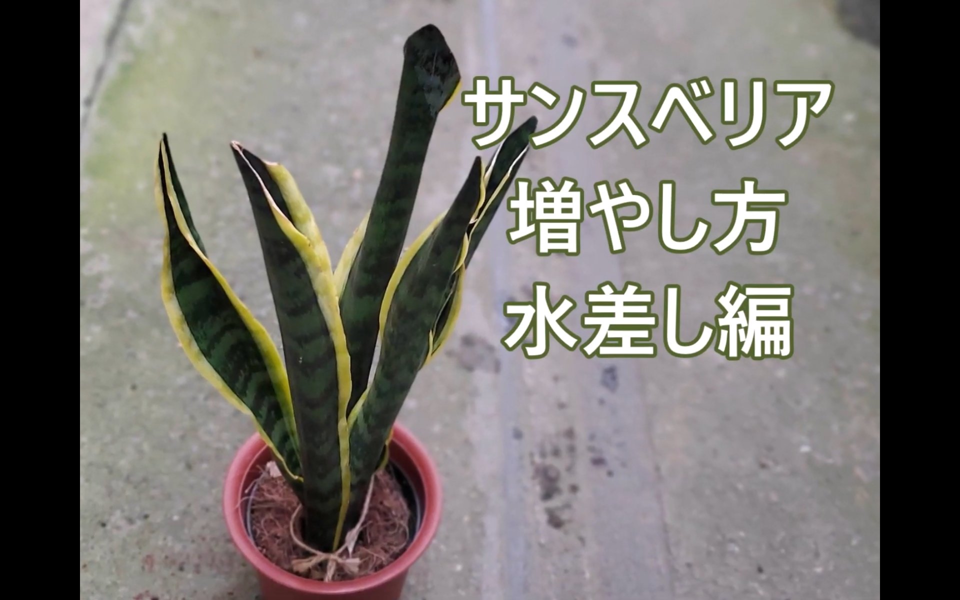 ときわガーデン 彩園 動画 T Co 1aqutzgyjx 水差し サンスベリア サンセベリア 増やし方 水栽培 T Co 52lv4yknld Twitter