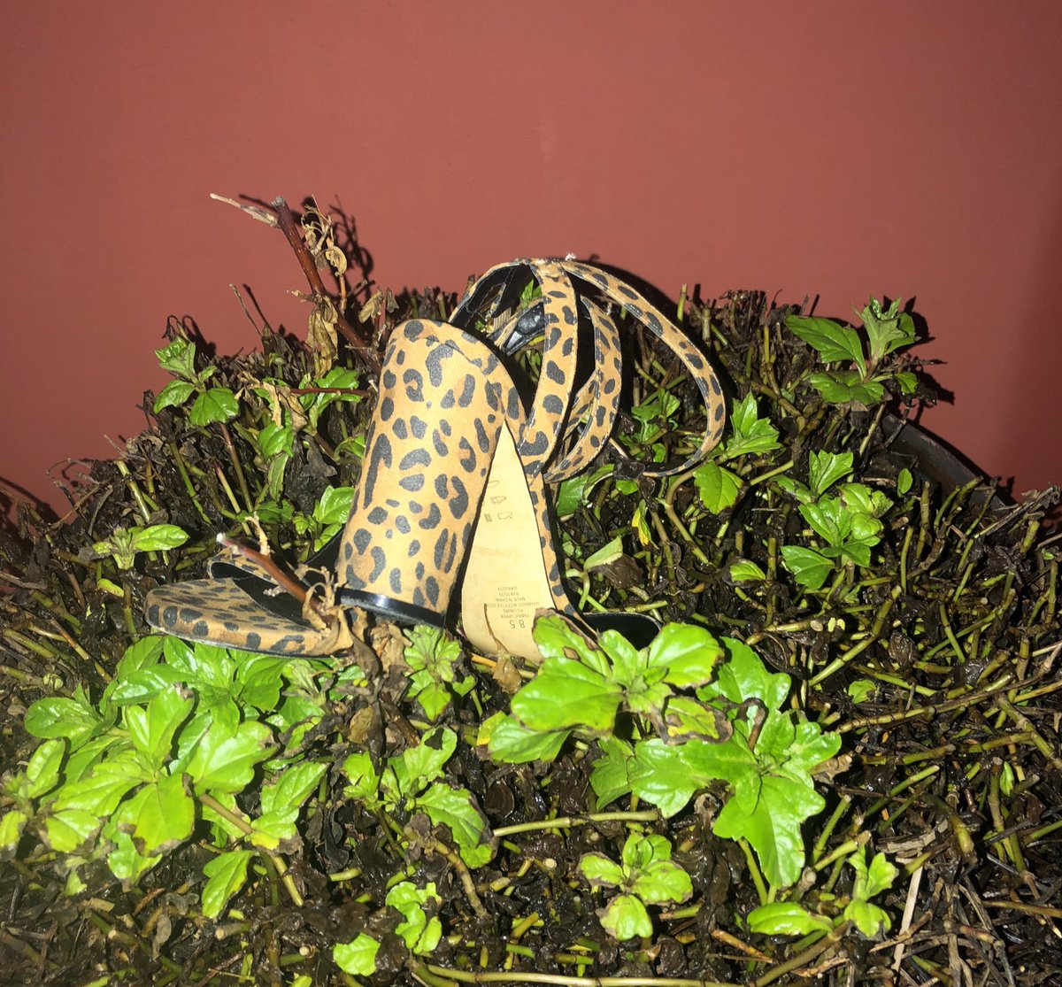 Stephanie1851's tweet photo. “Don’t let me forget I left my shoes in that bush” @kittyccampbell https://t.co/a00N2qU39F