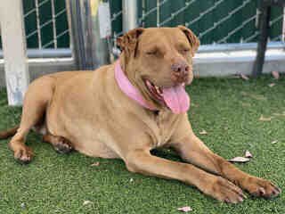 Lilithmyers97's tweet photo. Ethel #A5366706 7 years old Female pit bull poor Ethel has been at the Baldwin Park CA, Shelter since May 17. Ethel is up for adoption and needs desperately to get out of that high kill shelter (626) 962-3577 5,2,2 ♥️ #baldwinpark #CA https://t.co/9qIRxgJf6y
