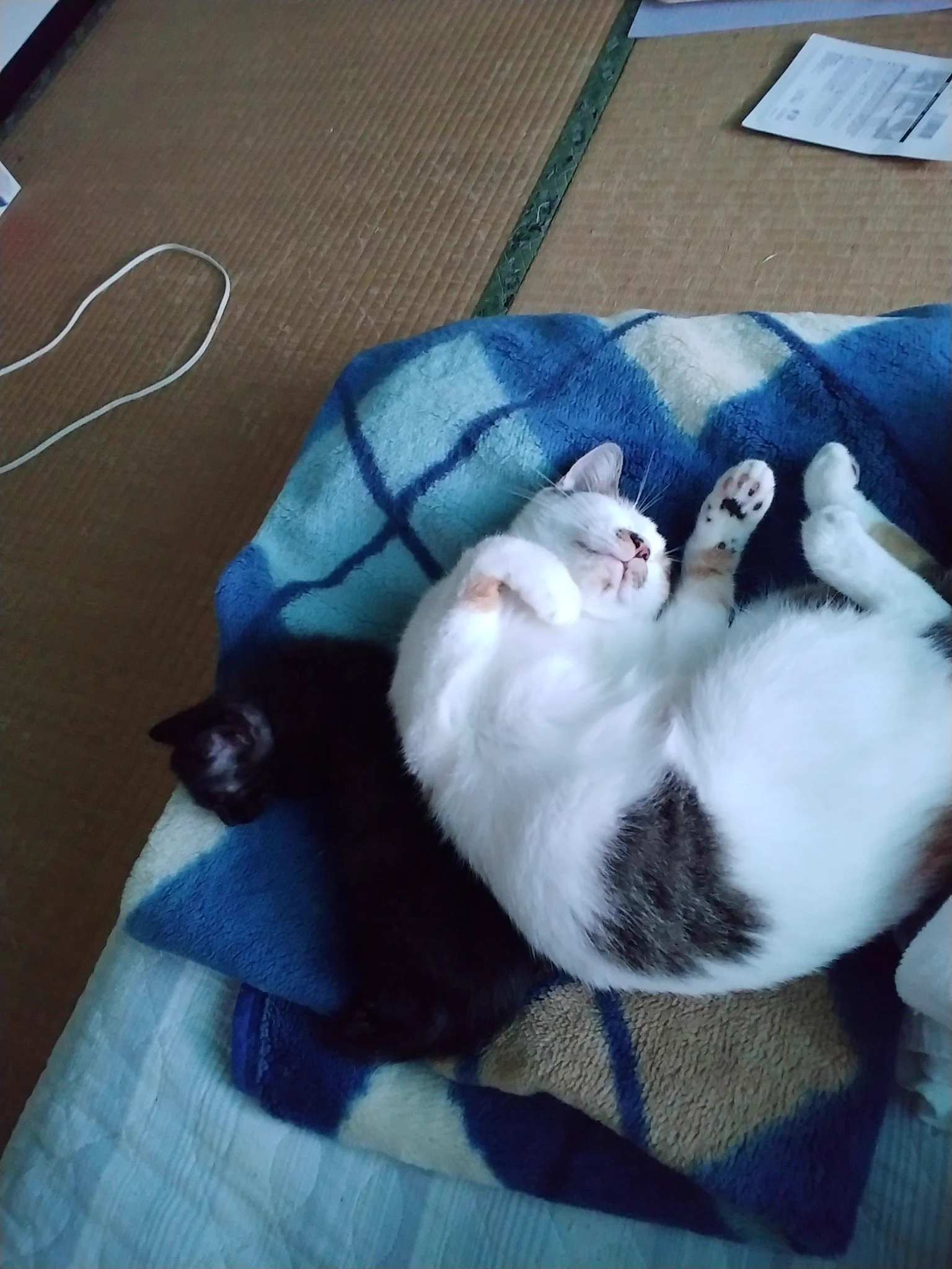 @kyuryuZ 我が家は私の枕の横に猫神様専用毛布を折り畳んで置いてます。
必ずここで寝るので洗濯したり外に干す時は許可制です。(探して騒ぐので) 