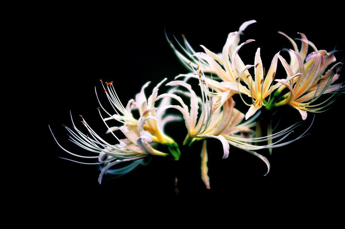 満腹亭 力丸 白い彼岸花の花言葉は また会う日を楽しみに 個人的に悲しいお別れ が多かった近頃だけど だからこそ また会える人たちとの再会を楽しみに待っていたいな と思いました 以前に撮った写真です