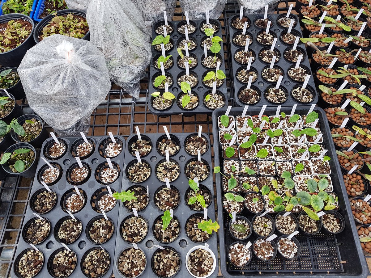 sinpoonpol's tweet photo. เด็กกำลังโต 🤩🤩🤩
#sinpoonpolgarden #sirikulorchids #alocasia #aroideae #araceae https://t.co/T5SxDxxpcx
