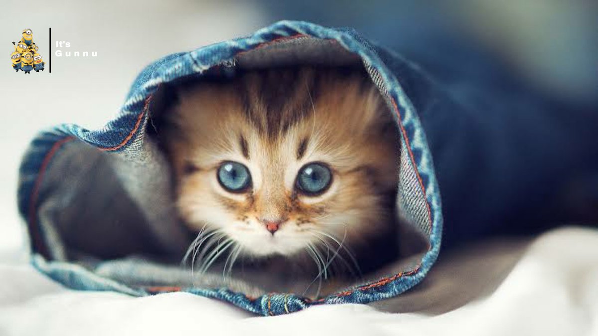 Itsgunnu's tweet photo. 😍Most adorable dad cat. 
Watch on my YouTube 👇
https://t.co/JimrdnD6TN https://t.co/2h0iEXR20S