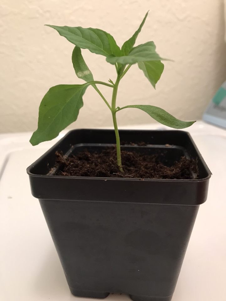 hmlsnhs's tweet photo. woah!! would you look at this plant! 🌱 #hmlsnhs #fairchild #nasa https://t.co/TZubewEI0q