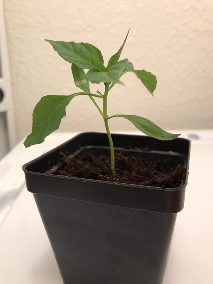 woah!! would you look at this plant! 🌱 #hmlsnhs #fairchild #nasa