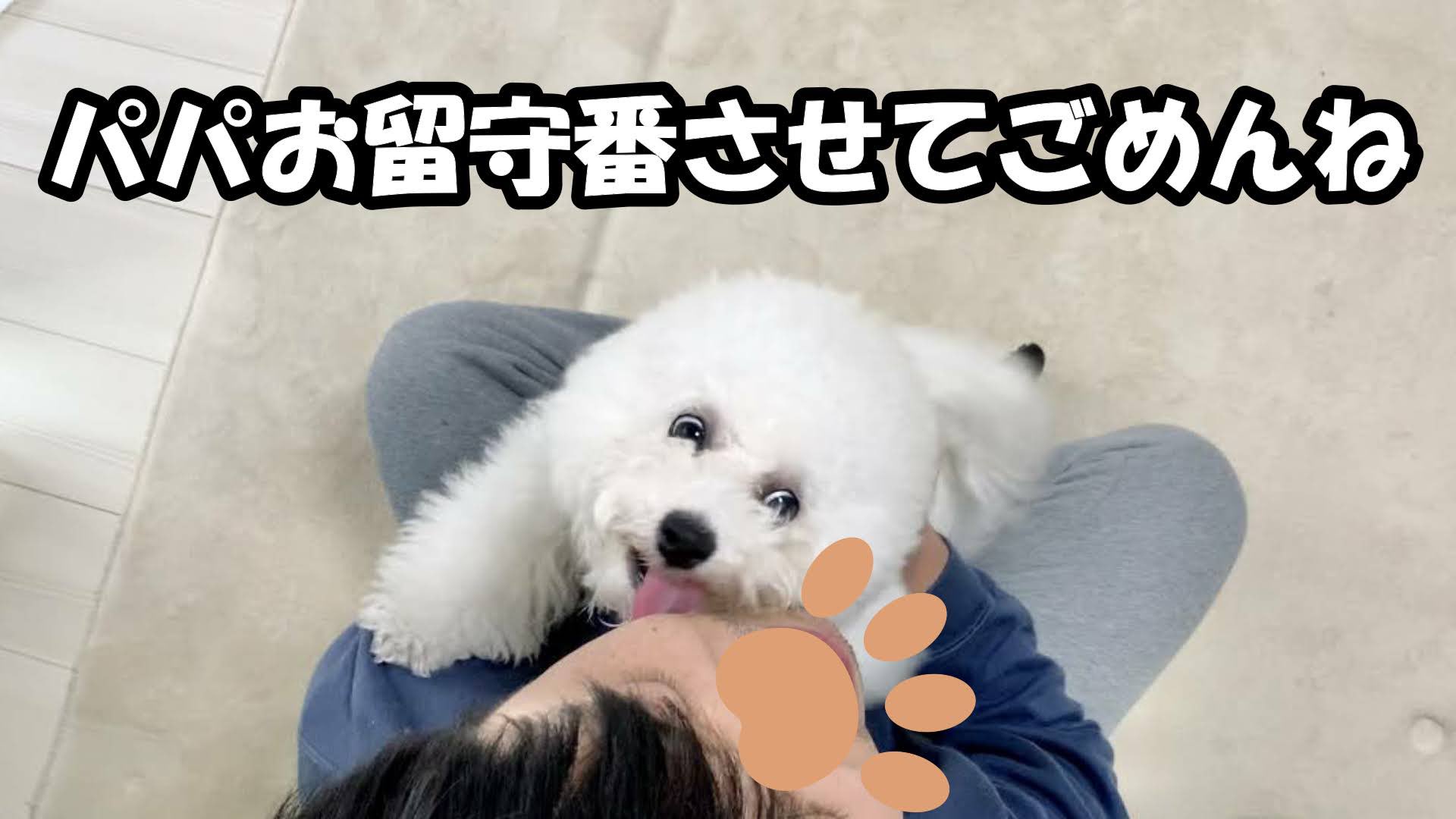 白いもふもふのうどん Bichon Udon Twitter