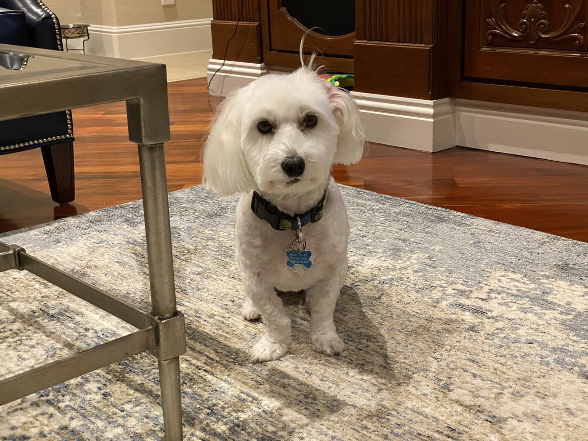 SirBailey2's tweet photo. Well. The hoomans finally came home. And my ear flipped πΆπΎ #dogsoftwitter #lookinggood #earflip #doggoproblems #adogslife #pets https://t.co/nxPhELCXP8