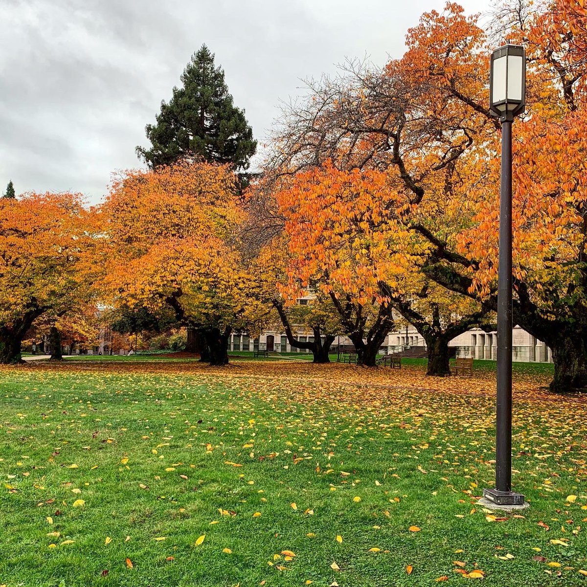 ashleyfrostie's tweet photo. Took a beautiful walk through campus this week to get away from constantly refreshing election results.

#uwseattle https://t.co/KBN89KiUI6