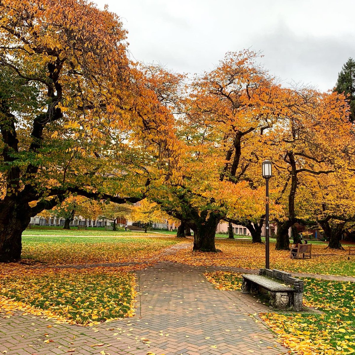 ashleyfrostie's tweet photo. Took a beautiful walk through campus this week to get away from constantly refreshing election results.

#uwseattle https://t.co/KBN89KiUI6