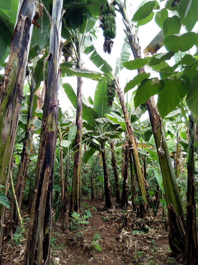NDOSIGIFT1's tweet photo. Organic farming banana field at kilimanjaro tz #agriculture 
#organic 
#Agroecosystem https://t.co/iJLZBsc2Hu
