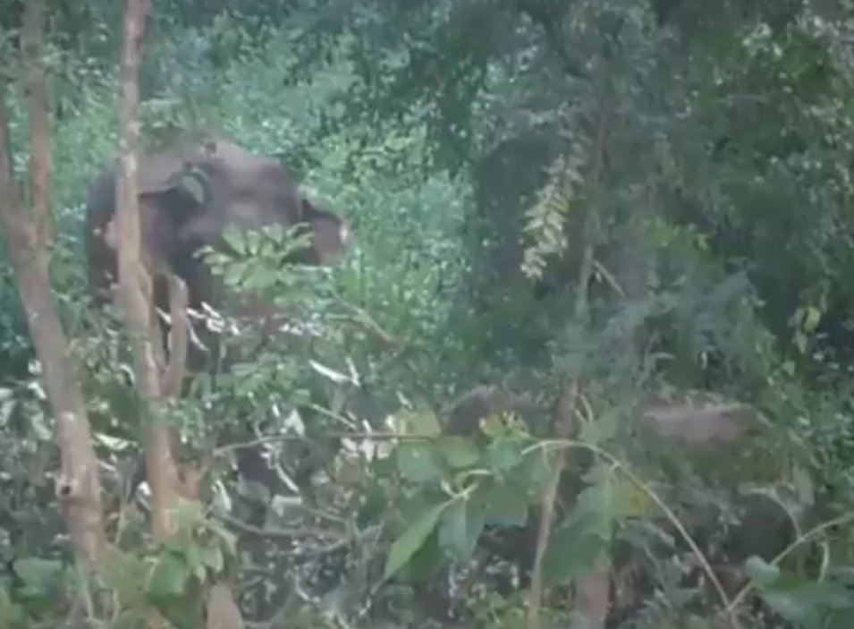 kerketta_punam's tweet photo. These magnificient #Elephants r known for #SeedsDispersal &amp; growing new forests. Bt they contribute more. THEIR DEEP FOOTPRINTS make breeding puddles for around 50 species(water insects &amp;frogs), promoting low level of #food_chain,that boots d upper level &amp;Enrich #Biodiversity. https://t.co/6xliHaFFBU