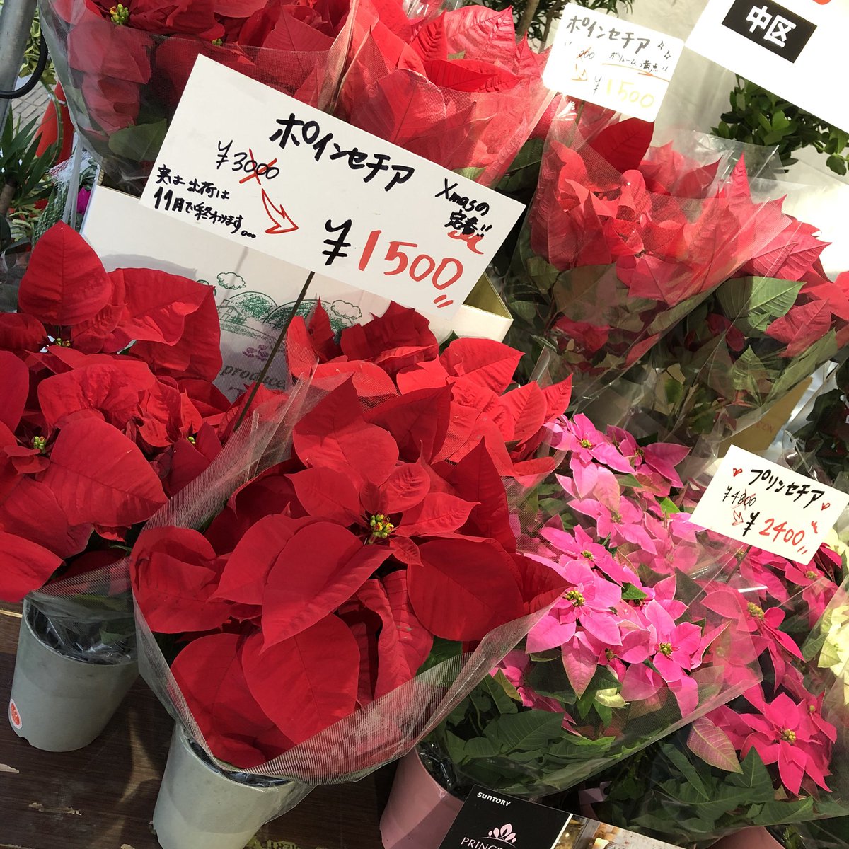 ট ইট র あしたん 花より団子って言うけど やっぱりお花も素敵だにゃ 日々の彩り 坪井花苑 栄町商店街 のポインセチアにゃ 商店街逸品名品テストマーケット 坪井花苑 栄町商店街 金山駅 ポインセチア