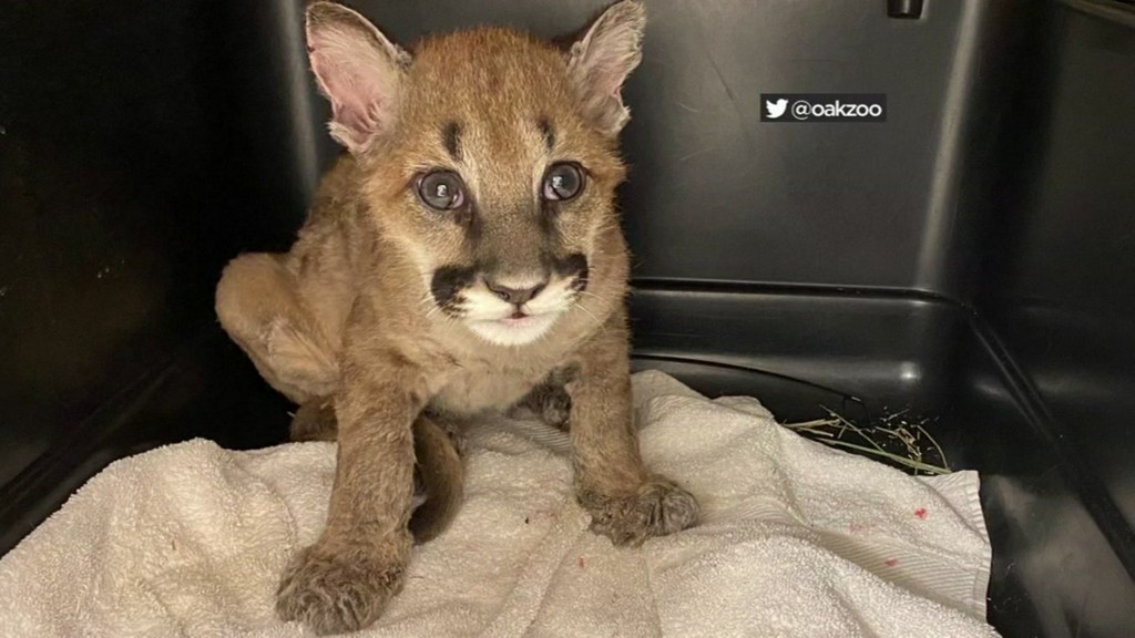 abc7newsbayarea's tweet photo. The Oakland Zoo is sharing the positive update that 'Captain Cal,' a mountain lion cub rescued during the Zogg Fire, has had bandages removed from his burned paws and is on the road to recovery. https://t.co/sLEN1KpY0P https://t.co/zYaSFRToCB