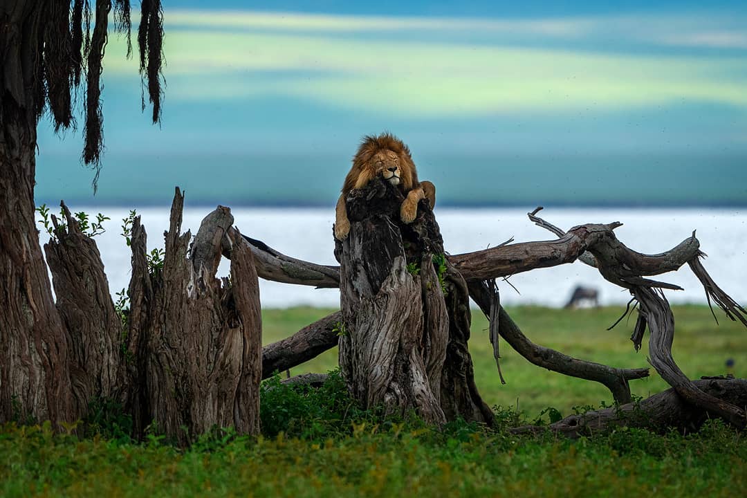 kenyapics's tweet photo. Mood. Photo by @Awe_Som_ https://t.co/3SHPOeLyH3