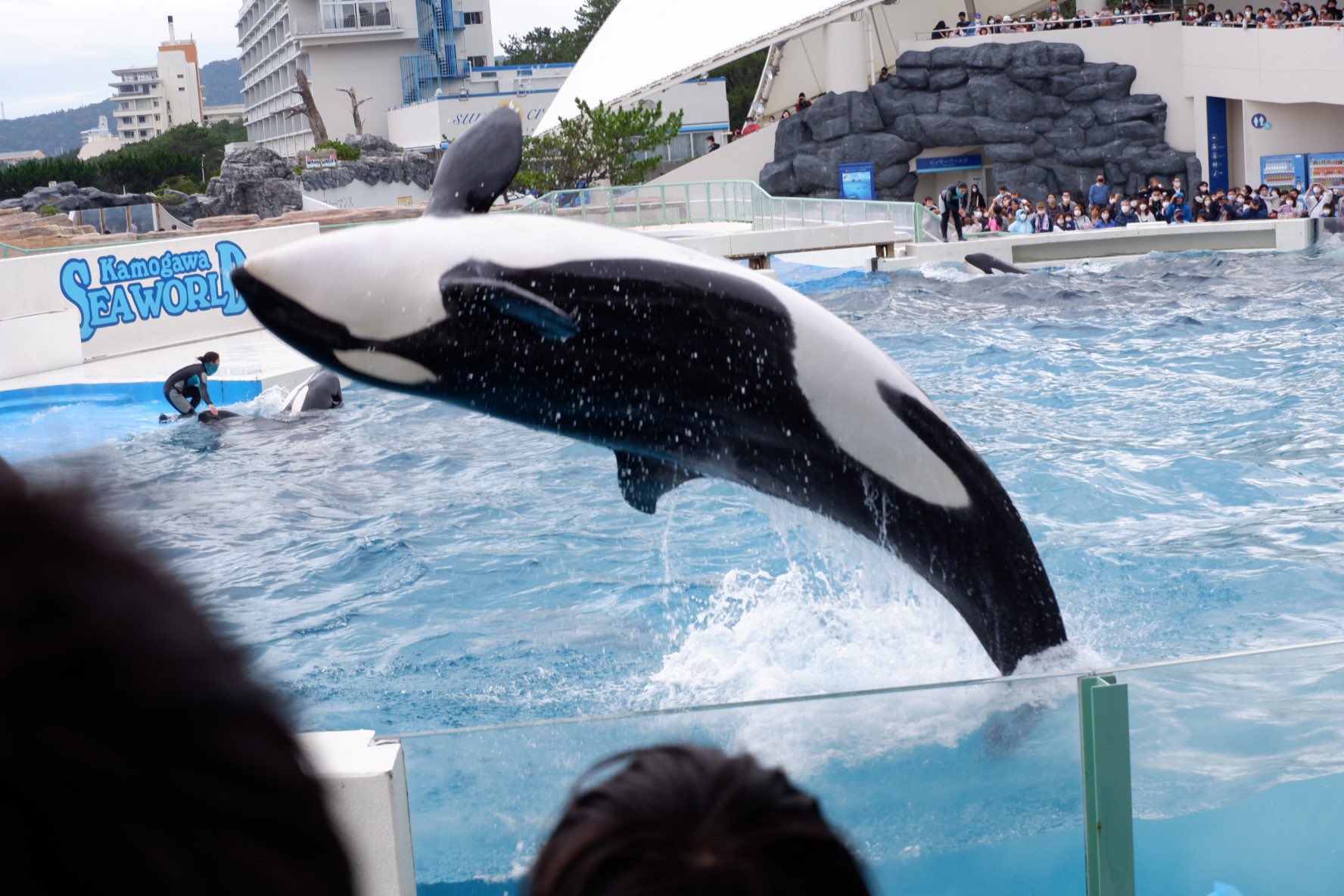 輪廻めぐる シャチかっこいい めっちゃかっこいいすき あとペンギンが可愛い 鴨川シーワールド 鴨シー T Co Px3sd4kjxt Twitter