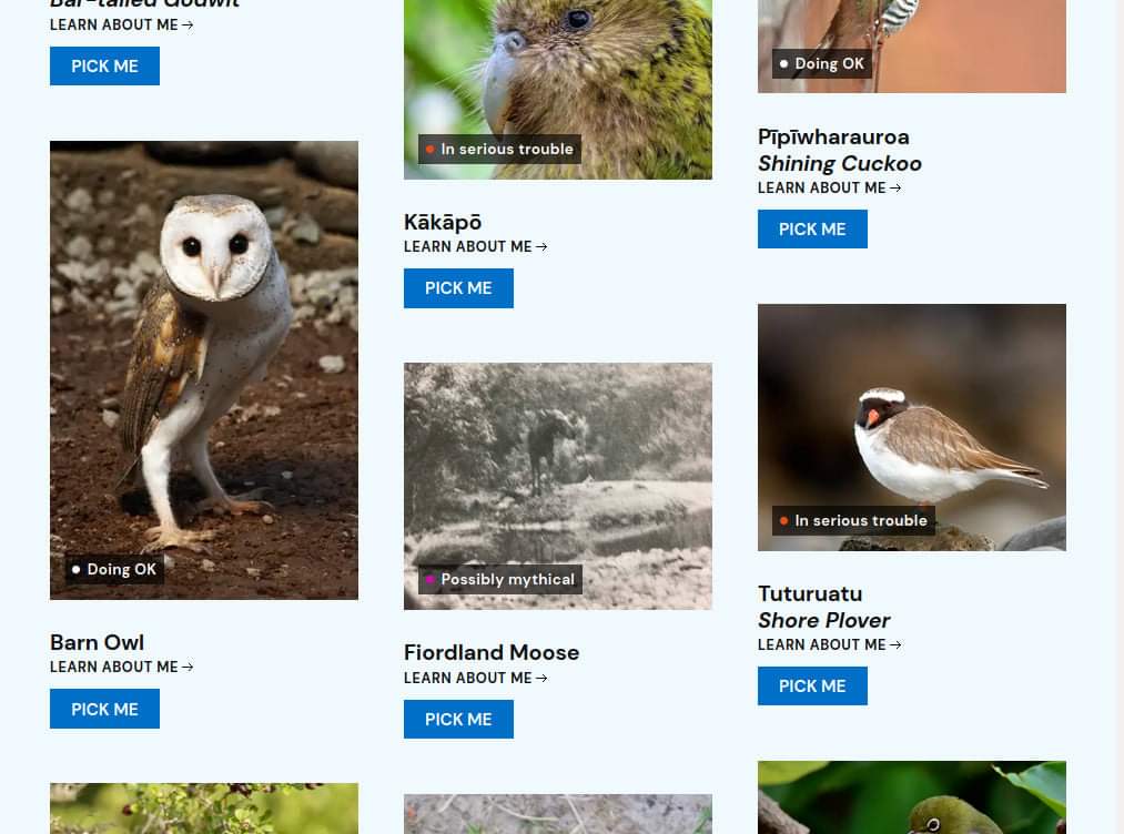 mbtestfeed's tweet photo. Seeing as I can't vote for the Whenua Hou Diving Petrel in @Forest_and_Bird 's #BirdOfTheYear2020 , I guess I'll just have to vote for my second favourite... https://t.co/kz1B8o9Yu6