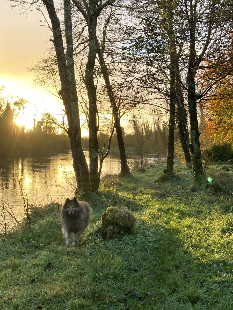 nanatweether's tweet photo. More grateful every day for the beauty that surrounds me. Taylor, the neighbour’s dog, takes me for walks every day before I sit down to work. 10k before 10am has become our thing. #coolcronansalmonfishery #countymayo #moretolife https://t.co/qOJSLZJhIG