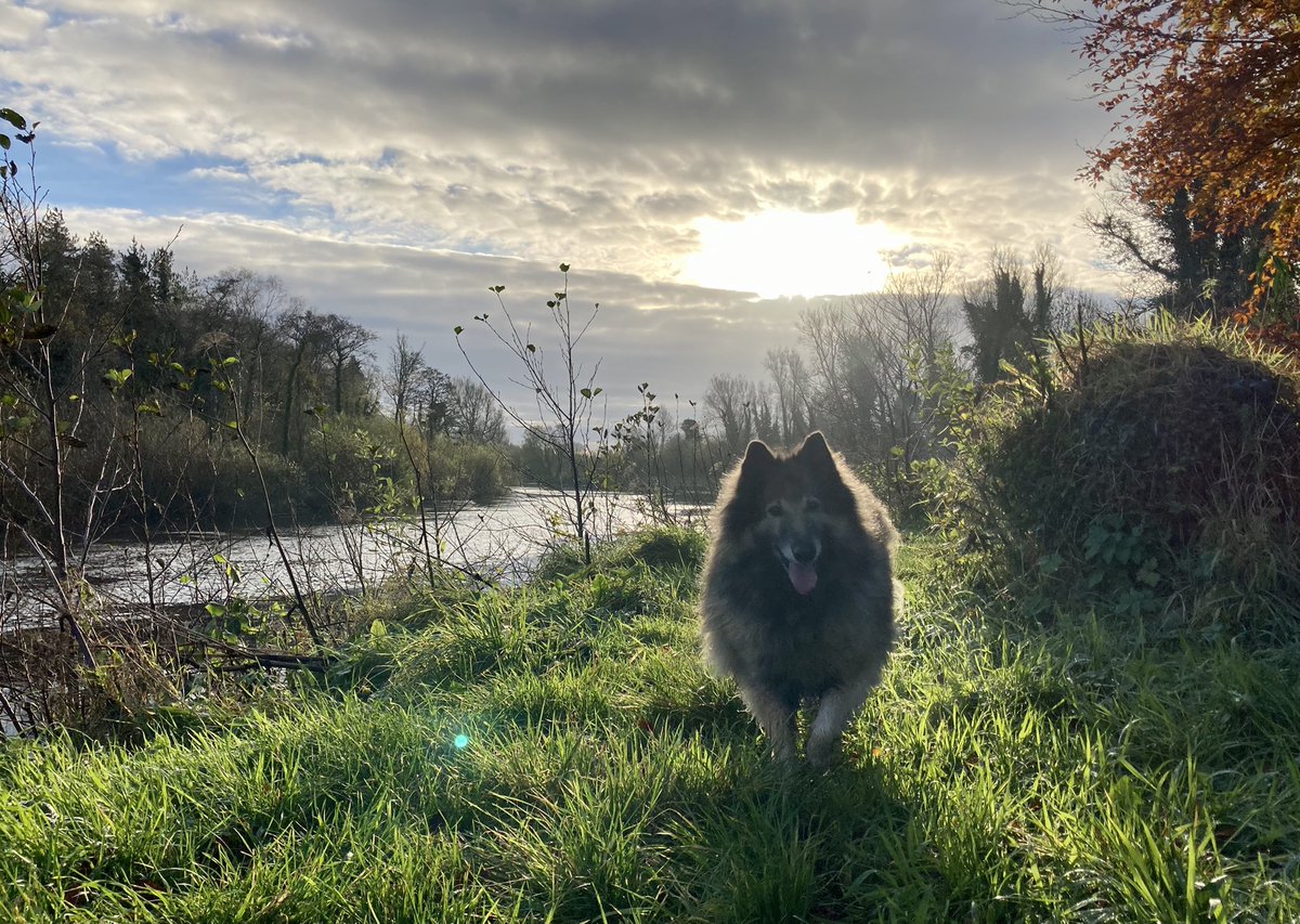 More grateful every day for the beauty that surrounds me. Taylor, the neighbour’s dog, takes me for walks every day before I sit down to work. 10k before 10am has become our thing. #coolcronansalmonfishery #countymayo #moretolife