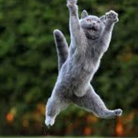 Thelastmeow1's tweet photo. Cats can fly

#funnycat #FunnyCats #funnycatpics #funnycatvideo #funnycatsofinstagram #funnycatvideos #funnycatsvideo #funnycatstoday #funnycatsvideos #funnycatstory #funnycatsshop #funnycatspics #funnycatsmoscow #funnycatsmeow #funnycatsleepingpositions #funnycatselfie https://t.co/BfHts34eXC