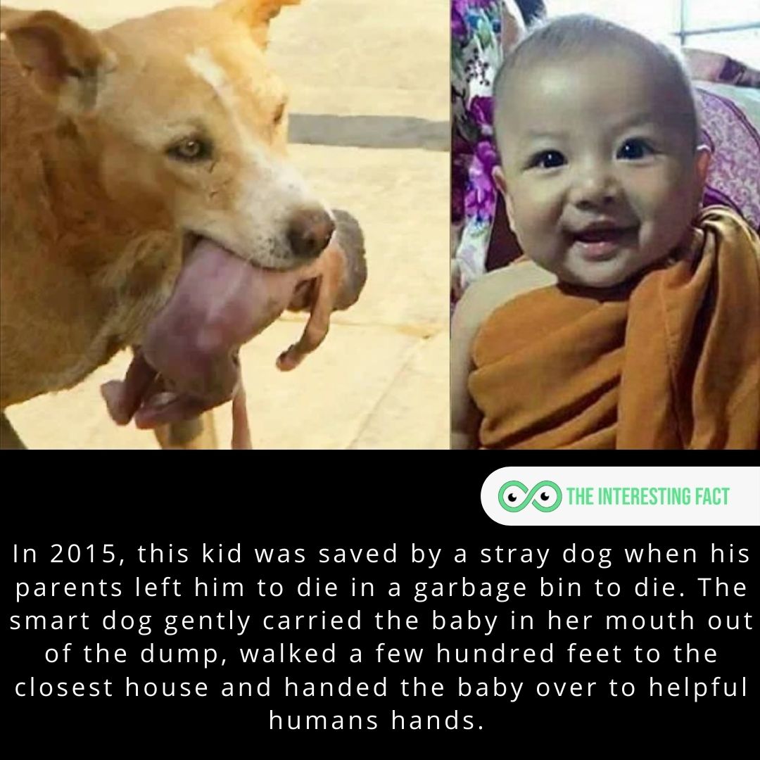 In 2015, this kid was saved by a stray dog when his parents left him to die in a garbage bin to die. The smart dog gently carried the baby in her mouth out of the dump, walked a few hundred feet to the closest house and handed the baby over to helpful humans hands.
