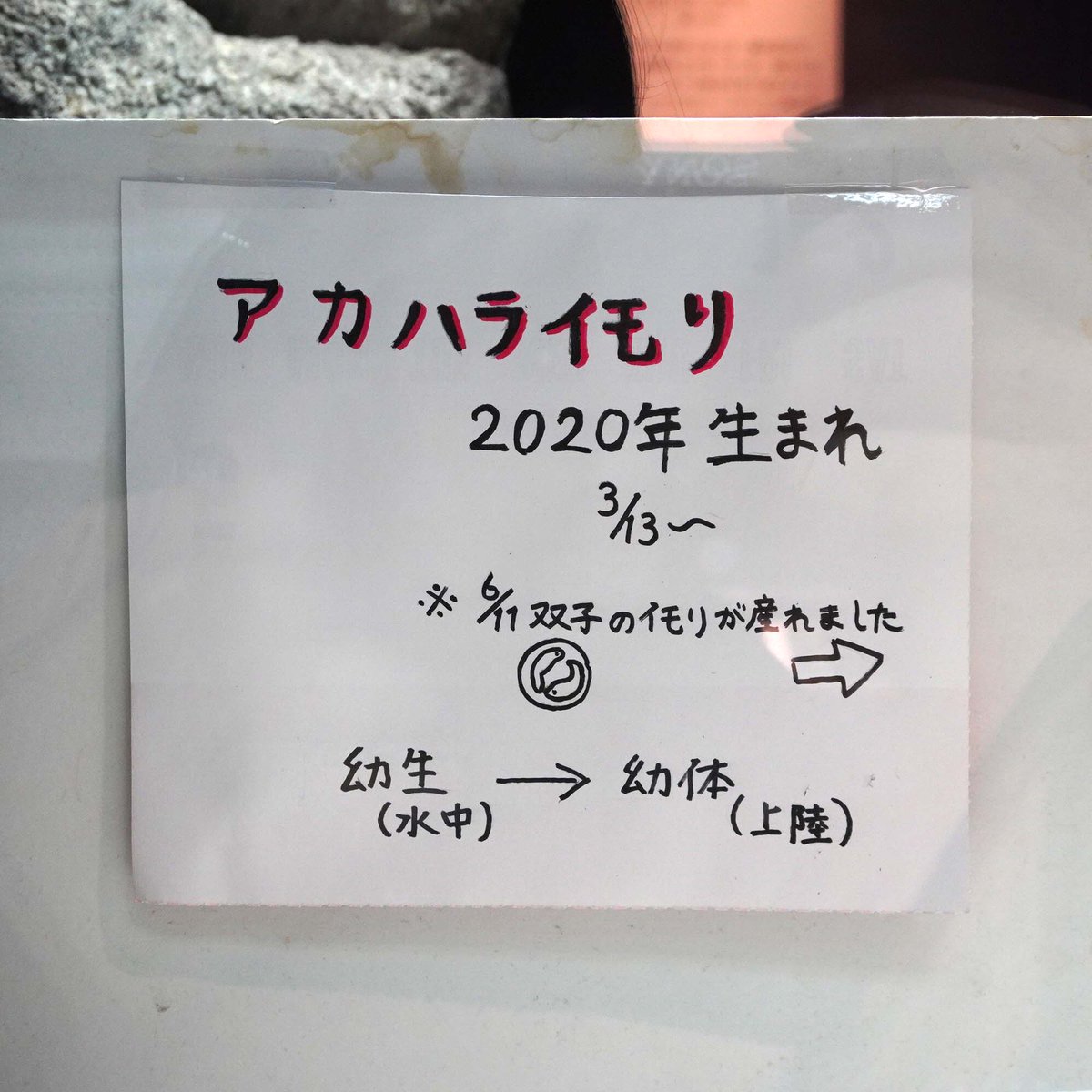 chiba_chuohaku's tweet photo. 小動物展示室の最古参メンバー・アカハライモリ先輩の赤ちゃんを公開しています。
今年6月には双子（1つの卵に2つの胚）も誕生しました！
いわば、人間で言うところの一卵性双生児。

果たして、イモリの双子も瓜二つなのか（！？）、確かめてみてください。

#中央博のウラオモテ https://t.co/2QYOQZJ0Wf