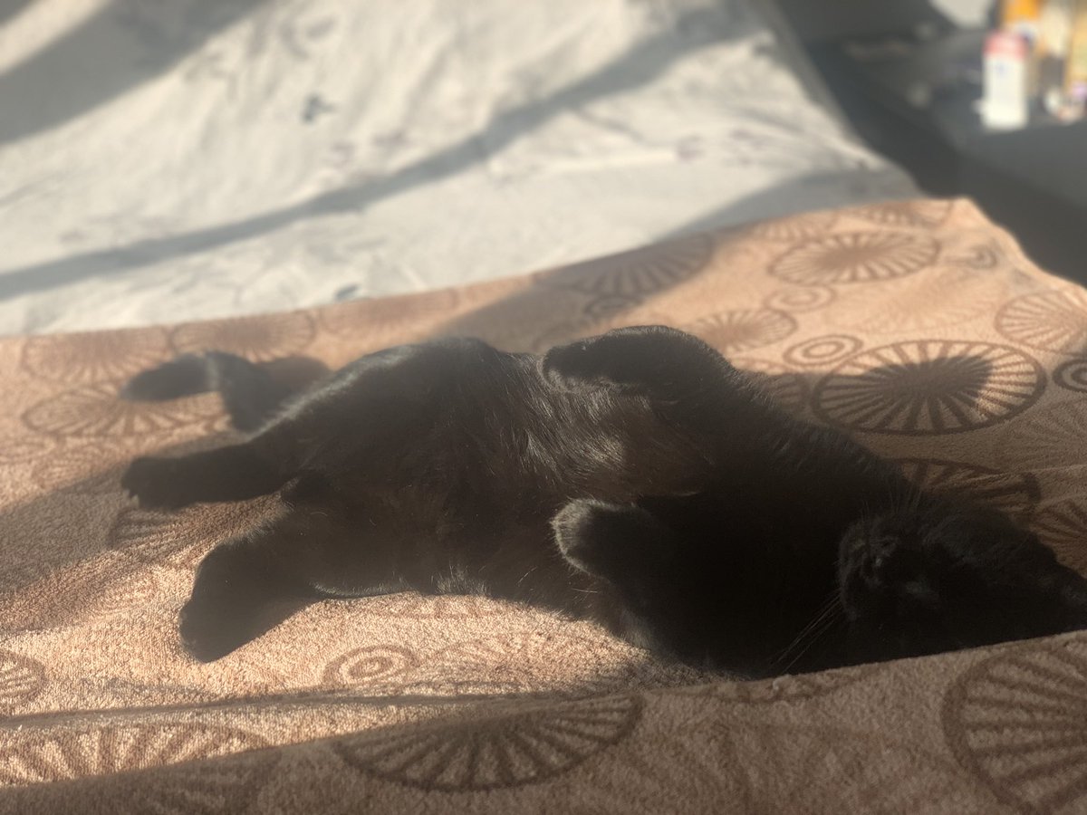 g4merslu7's tweet image. #Caturday #FreshSheets