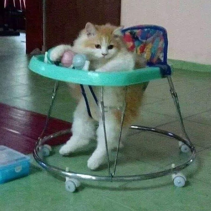 CatsFanus's tweet photo. ๐๐๐
#funnycats #cutecats #sadcats #angrycats #catsofusa #CatsOfTwitter #CatsOnTwitter #catsofinstagram https://t.co/f9wA4vHEu0