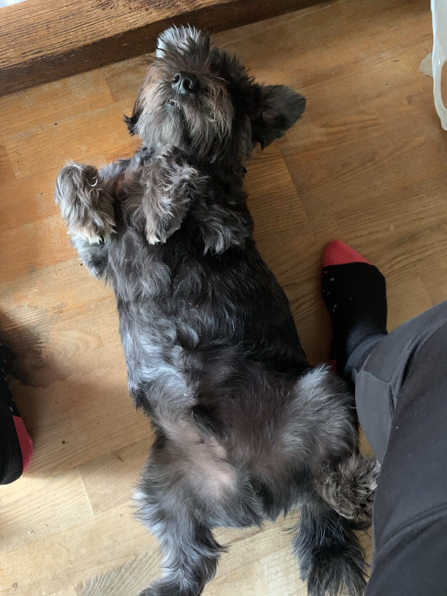 BethAnDavies28's tweet photo. @MxOolong Upside down #Wauzer are the bestest https://t.co/KKa72VeC2L