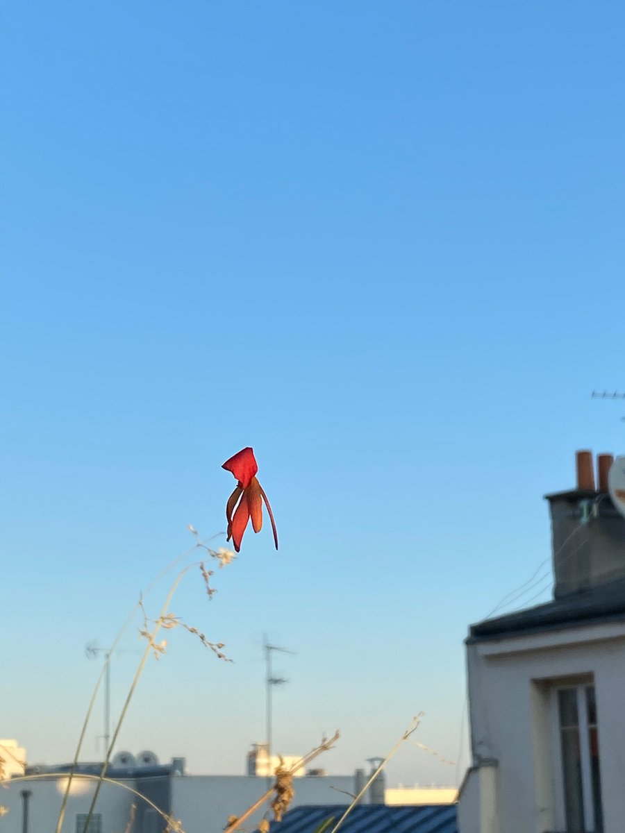 alaindelavie's tweet photo. Fleur de bégonia suspendue dans les airs à un fil d’araignée #balcon #balcon2020 #Paris #automne #automne2020
https://t.co/V3VbV1ByOb https://t.co/HuZvLetXJt