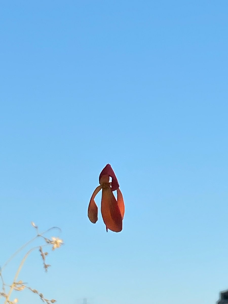 alaindelavie's tweet photo. Fleur de bégonia suspendue dans les airs à un fil d’araignée #balcon #balcon2020 #Paris #automne #automne2020
https://t.co/V3VbV1ByOb https://t.co/HuZvLetXJt
