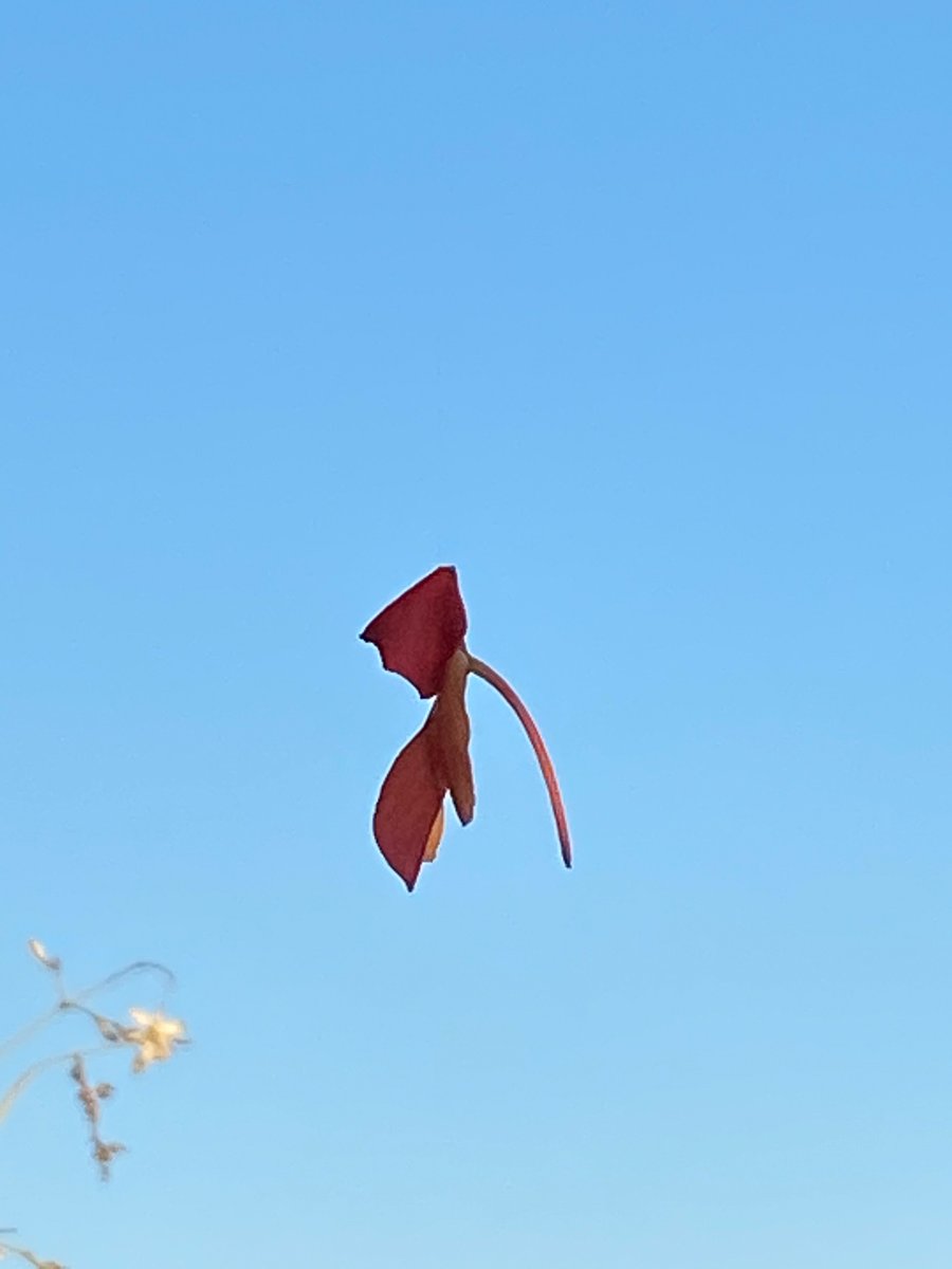 alaindelavie's tweet photo. Fleur de bégonia suspendue dans les airs à un fil d’araignée #balcon #balcon2020 #Paris #automne #automne2020
https://t.co/V3VbV1ByOb https://t.co/HuZvLetXJt
