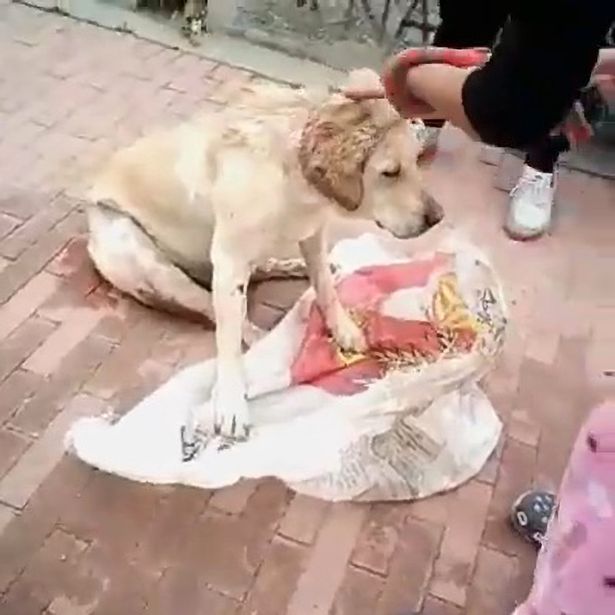 DailyMirror's tweet photo. Dog tragically dies after being 'gang raped' and 'stabbed 30 times' in horror attack

https://t.co/4g9fKqdaTR https://t.co/E0IyiqwyXR