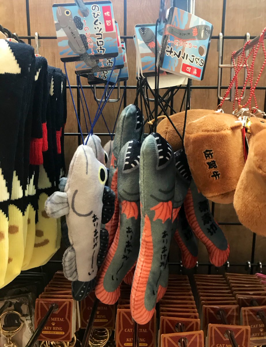 金立サービスエリアにありあけか いな2匹がおったガタァ ﾟwﾟ ムツゴロウ わらすぼ 11 07 佐賀市 その他 有明ガタゴロウ