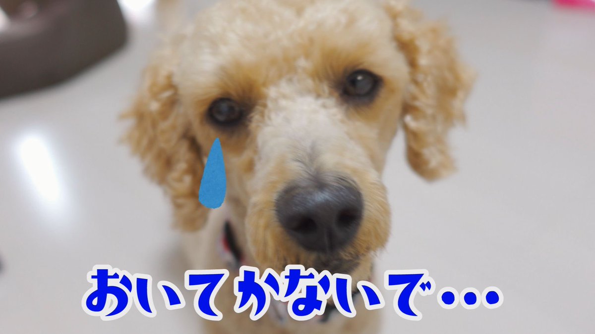 トイプードルのテヤン Vaczfkcl9hwozi2 Twitter トイプードルのテヤン Vaczfkcl9hwozi2 Twitter