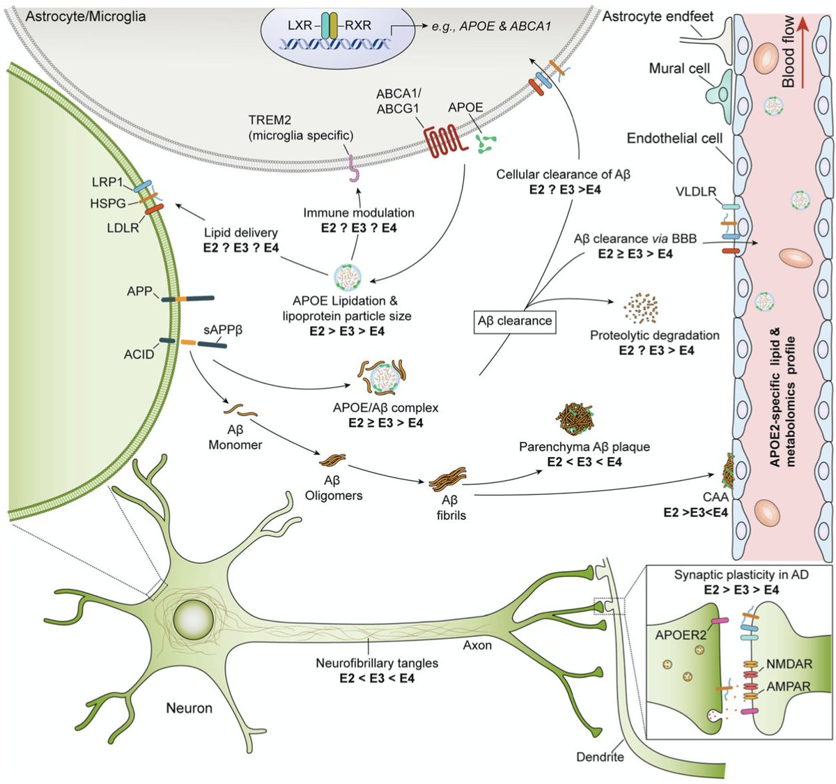 RikOssenkoppele (@rikossenkoppele) on Twitter photo Excellent review about #APOE ε2: "Protective mechanism and therapeutic implications for #Alzheimer’s disease", bit.ly/2TZWJTO. Can we develop therapies that mimic APOE ε2 effects to prevent/delay/cure AD? Excellent review about #APOE ε2: "Protective mechanism and therapeutic implications for #Alzheimer’s disease", bit.ly/2TZWJTO. Can we develop therapies that mimic APOE ε2 effects to prevent/delay/cure AD?