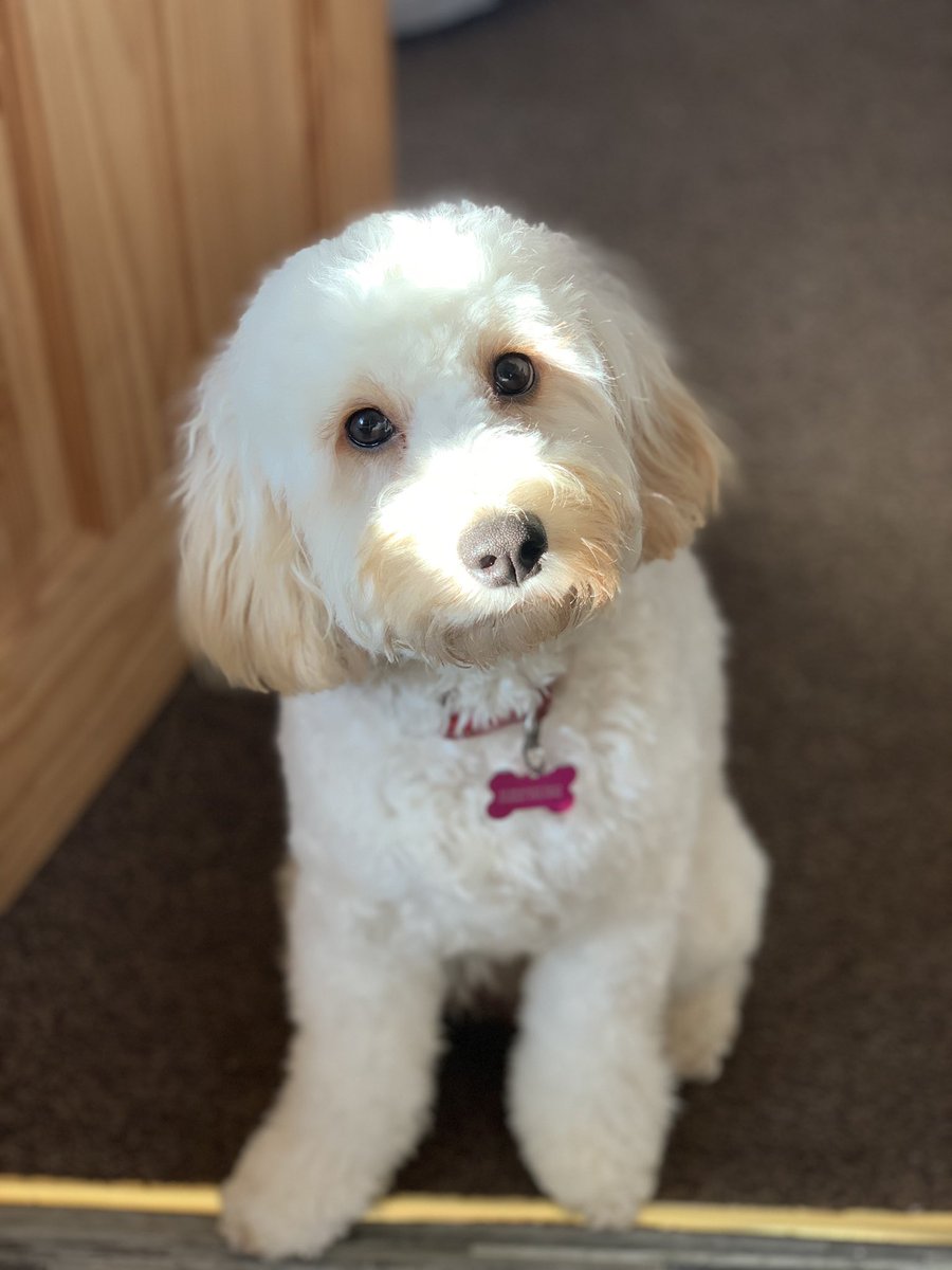 I have absolutely zero shame about how obsessed I am with my fur baby, a real life angel🐾🖤