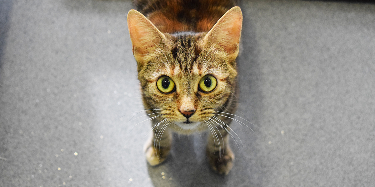 Battersea tweet media