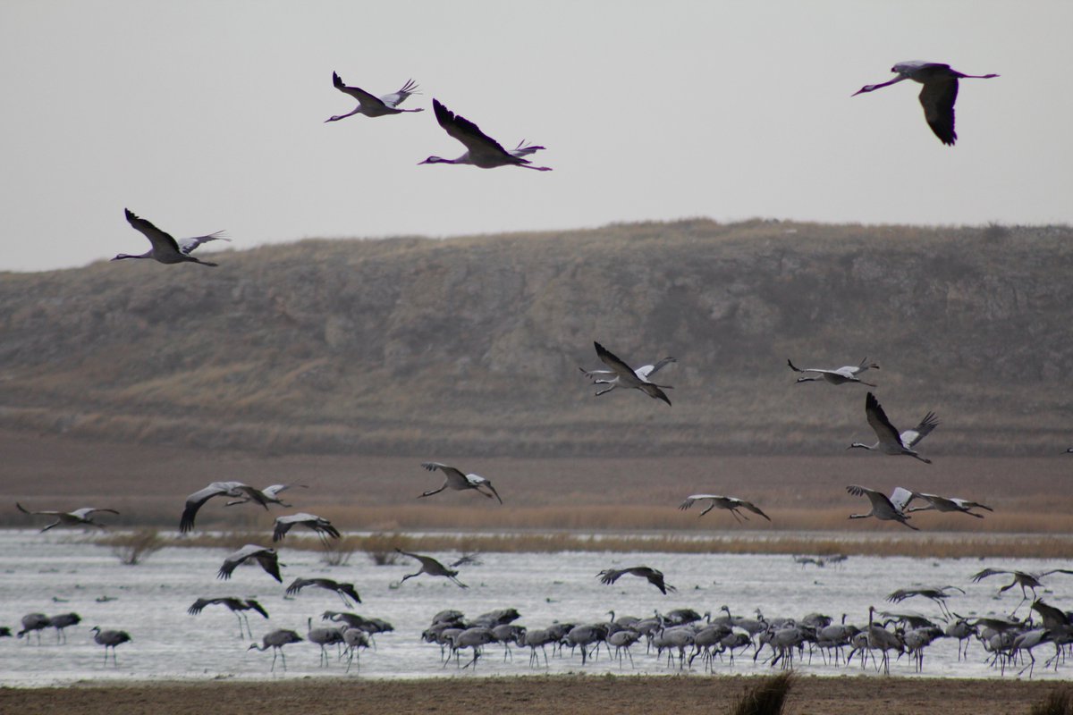 las grullas ya ponen el carazteristico sonido ambiente a la laguna de gallocanta